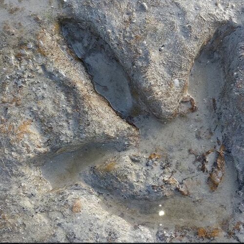 Find Dinosaur Footprints (Tracks) Unique To Broome, Australia ...